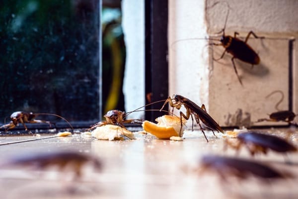5 Myths About Pests