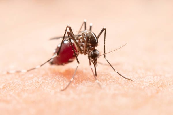 Mosquito feeding on human skin.