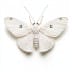 Moths Removal in Utah