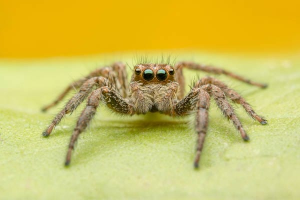 Why Professional Help is Essential for Spider Removal