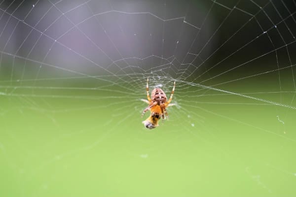 TECHNIQUES TO ELIMINATE SPIDERS FROM YOUR HOUSE