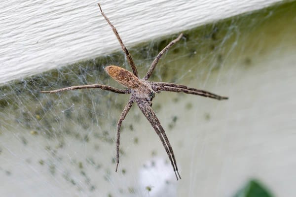 Brown spider resting on a web