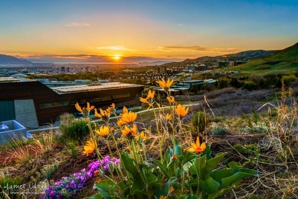 Bright orange wildflowers and patches of purple blossoms.