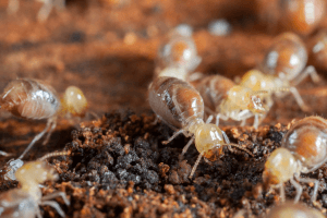 Don’t Let Termites Get the Best of You