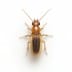 Termites Removal in Utah