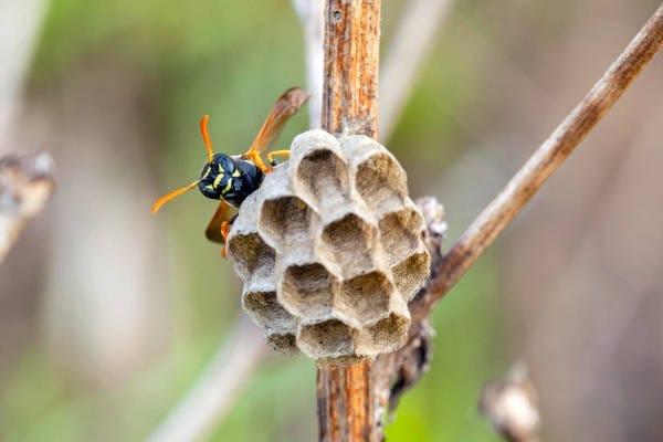 How to Keep Wasps Away from Your BBQ