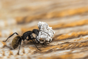 Ant carrying stone