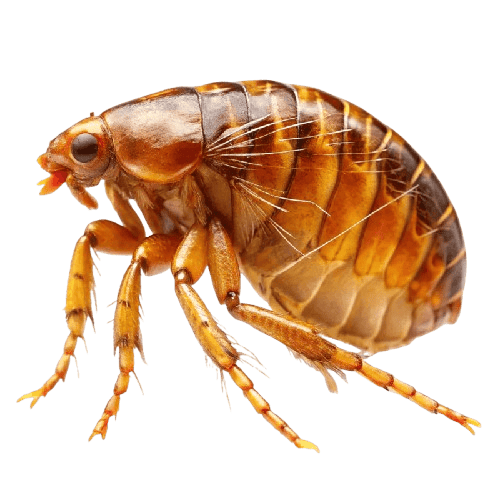 Dog flea