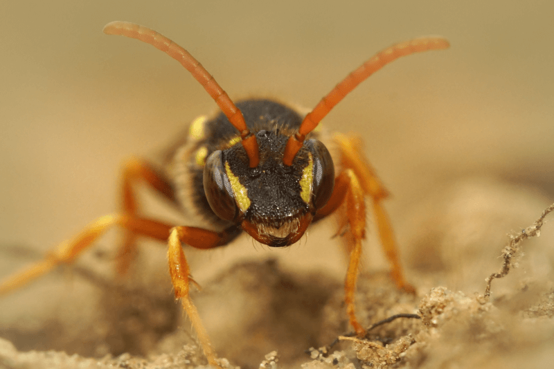Frontal image of Wasp