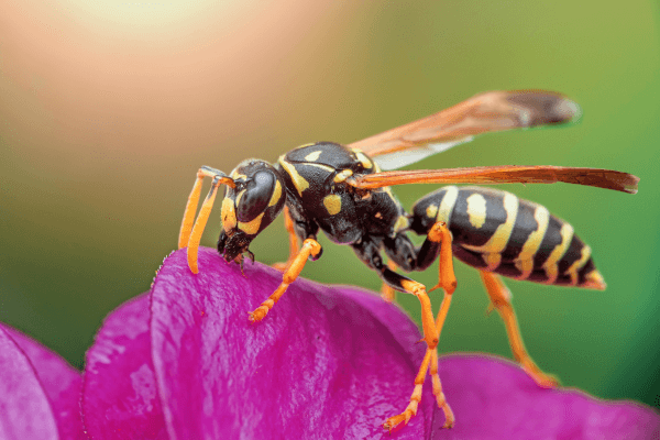 Pest of the Month: Wasps