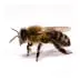Bees & Wasps Removal in Utah