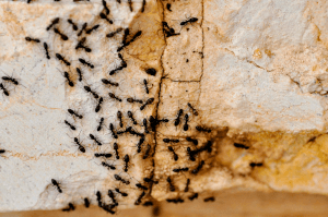 A colony of black ants
