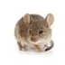 Rodent Removal in Utah