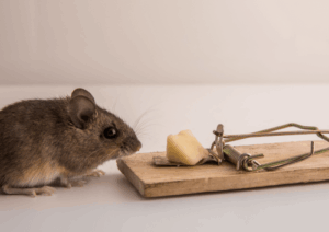 Mouse trap with cheese