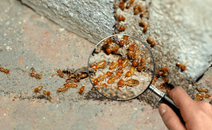 termite-workers-small-termites-work-termites-walk-nest-termites-enlarge-zoom-with-magnify - Beeline Pest Control Worker termites and magnifying glass