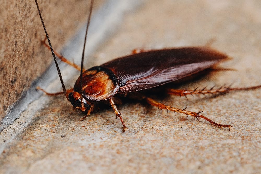 633 Cockroach on the floor