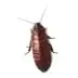 cockroaches