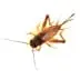 crickets