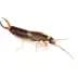 earwigs