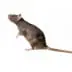 rats