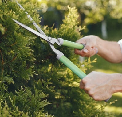 Cockroach Removal in Utah