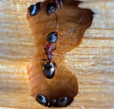 cockroach extermination - utah