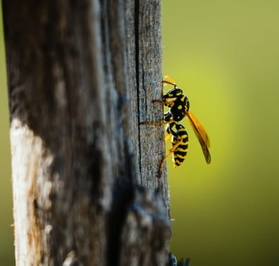 closeup-shot-wasp-perched-wooden-surface-blurred-background - Beeline Pest Control Wasp on the wood