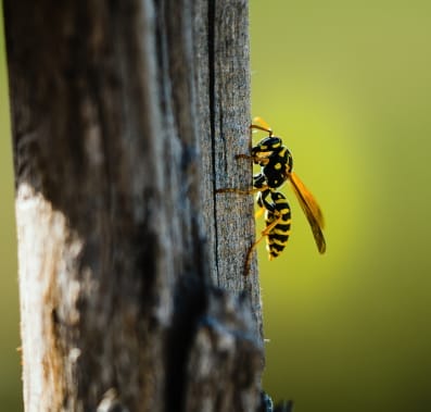 Cockroach Removal in Utah