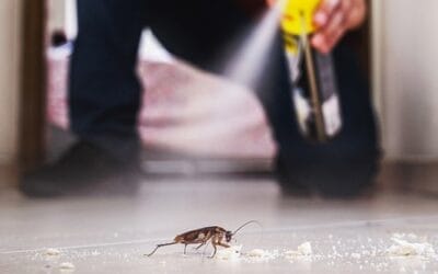 How to Get Rid of Roaches Overnight: Quick & Effective DIY Methods