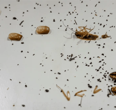 cockroach extermination - utah