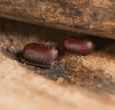 cockroach extermination - utah