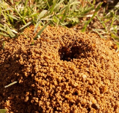 Close up image of ant hill