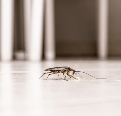 Cockroach Removal in Utah