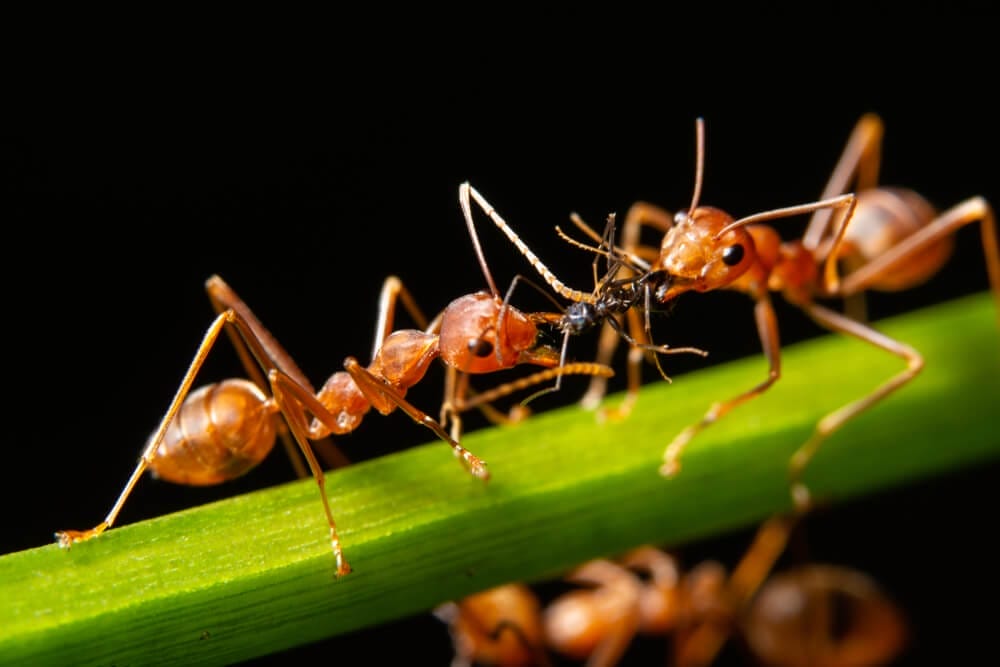 Termite Control - Utah 