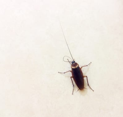 one-cockroach-flat-ground-it-is-carrier-animal-that-causes-very-dangerous-digestive-diseases - Beeline Pest Control Cockroach on a pearl white background
