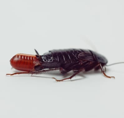 Cockroach laying egg