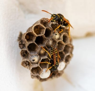 vespiary-hornet-s-nest-wasp-nest-with-wasps-sitting-it-wasps-polist-nest-family-wasps - Beeline Pest Control wasp nest on the wall