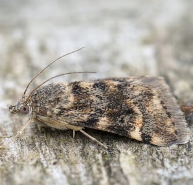 A moth with mottled brown and tan patterns.