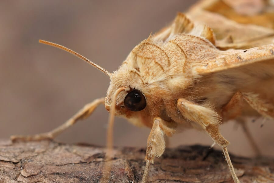 Owlet Moth is harmless.