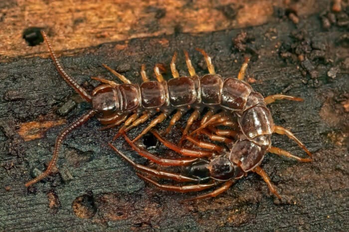 centipede on a dark, textured surface.