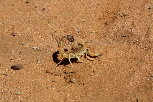 Termite Control - Utah 